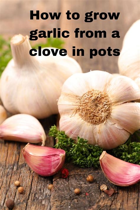 Master the Art of Growing Garlic from a Single Clove